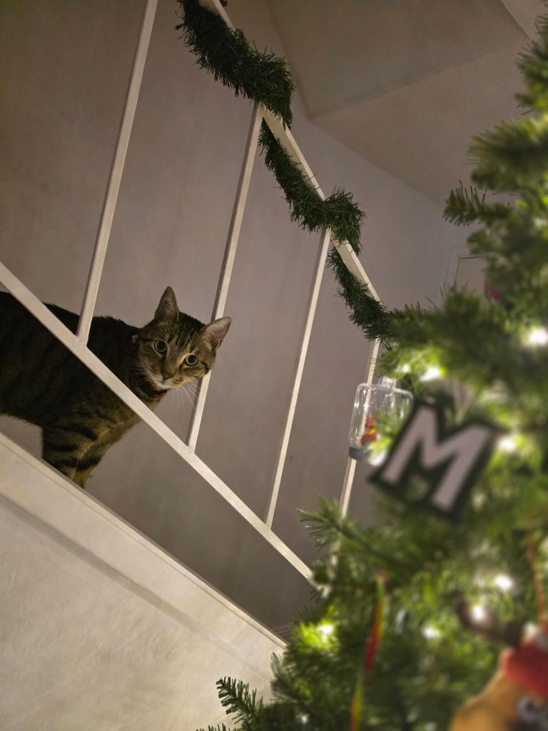 20241230_1836143134291933581823185