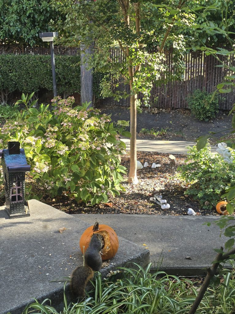 A squirrel eating from a carved pumpkin in a garden with greenery and a decorative lantern.